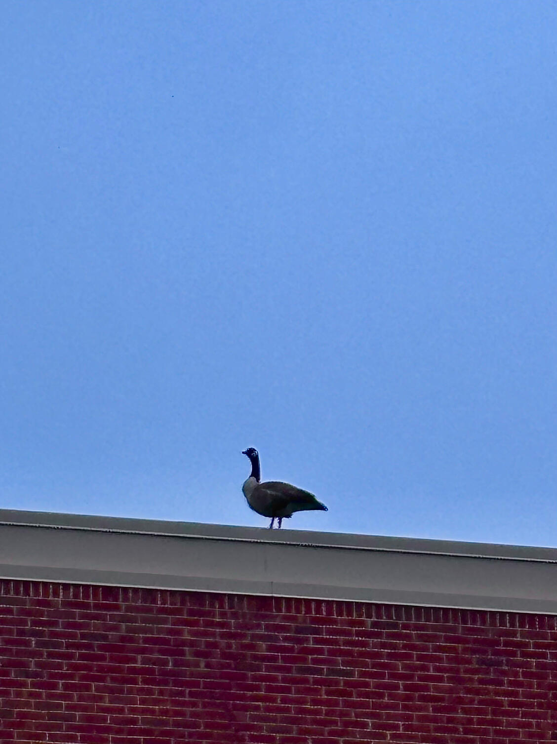 The view is great from up here!